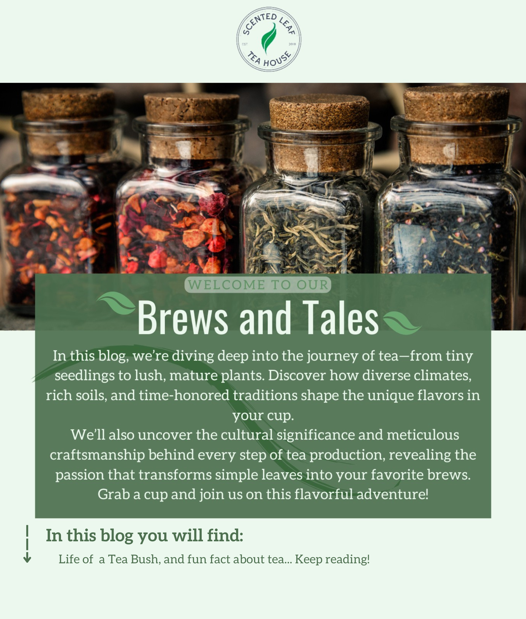 Roots to Rituals: The Journey of Tea Uncovered