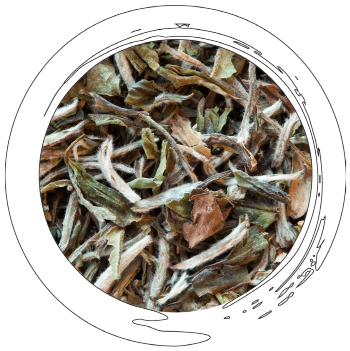 Bai Mu Dan Superior - White